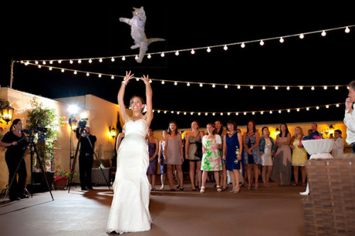 brides-throwing-cats-5